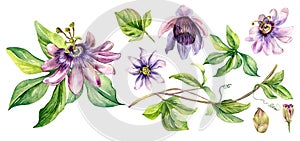 Set of passion flowers, leaves watercolor illustration isolated on white.