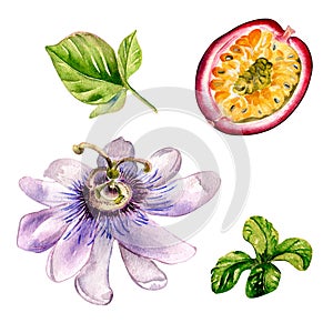 Set of passion fruit and flower watercolor illustration isolated on white