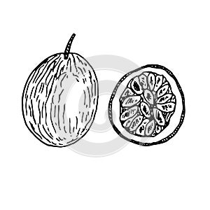 Set of passion fruit, vector illustration, hand drawn sketch