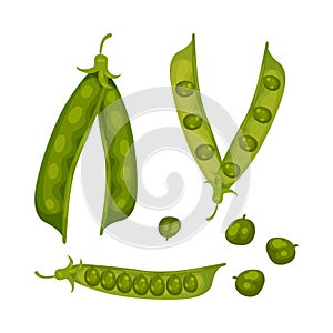 Set of pea pods. Vector illustration on white background.
