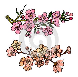 Set of peach flower vector for printing on background.