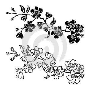 Set of peach flower vector for printing on background.