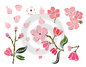 Set of peach flower vector for printing on background.