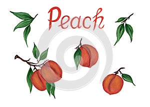 Set of peaches with green leaves, with an inscription, isolated on a white background. Juicy sweet fruits realistic