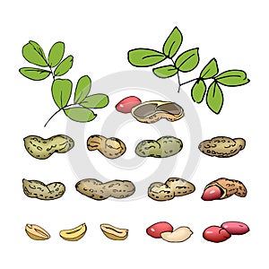 set of peanut elements with shell, kernel and leaves
