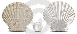 Set of pearls, sea shell, inner and outer side isolated on white background with shadow. Sea shell front view. Gem