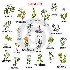 Set of pectoral herbs photo