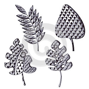 Set of penball handrawing grayscale, ornamented jungle leaves.