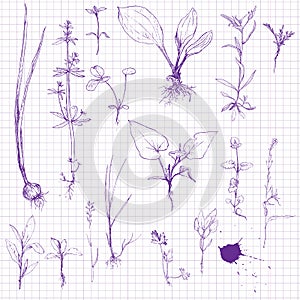 Set of pencil drawing herbs and leaves