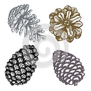 Set pencil sketch, ink drawing of pine or spruce cones as a decorative element for card design, pattern making, backgrounds and fe