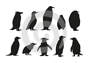 Set of Penguins Various Species Black Silhouettes. Emperor, Adelie, Gentoo, Rockhopper, King and Macaroni, Fluffy