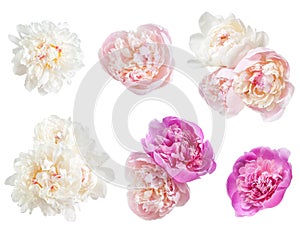 Set of peonies flower