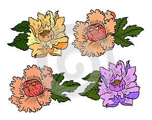 Set of peony flower vector for printing on background.
