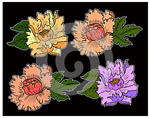 Set of peony flower vector for printing on background.