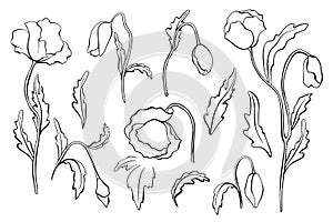 Set of peony flowers, leaves, leaf, buds hand drawn vector sketch. Hand drawn ink poppies outline drawing. Wild flowers