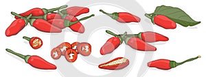 Set of Peri peri chili peppers. Cartoon style.