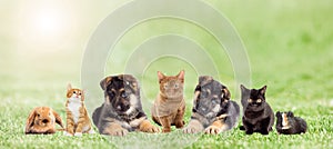Set pets on green grass, outdoors
