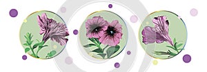 Set of petunia flowers isolated in a green circle on a white background with colorful dots.