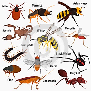 Set pf dangerous insects with their names color flat icons