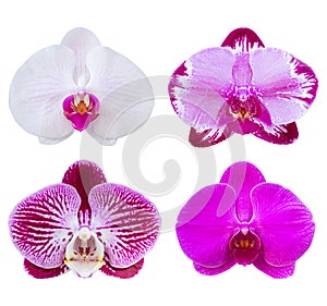 Set of phalaenopsis orchid flower isolated on white