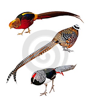 Set of Phasianidae birds. Isolated over white