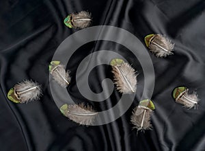 Set of pheasant Turkey feather on black silk background