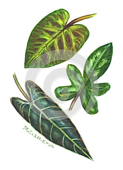 Set of philodendron leaves