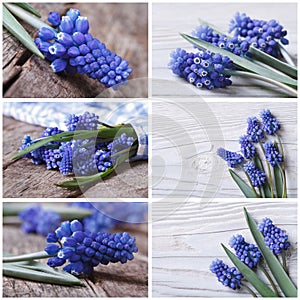 Set of photo beautiful blue muscari flower