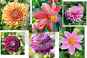 Set of photographs of dahlia flowers. Collage