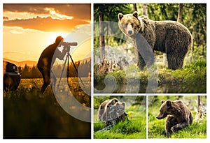 Set photos of Big brown bear in nature or in forest, wildlife, meeting with bear, animal in nature