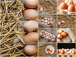 Set of photos with chicken brown eggs in packing.