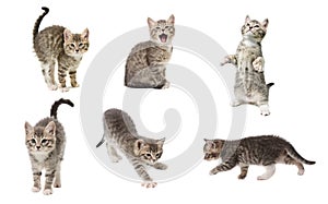 Set of photos of a cute little grey color playful kitten isolate