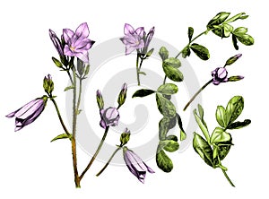 Set with a picture of plants a sprig of a bell flower with open buds and a blade of grass with leaves