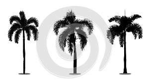 Set picture of silhouette coconut tree isolated on white background