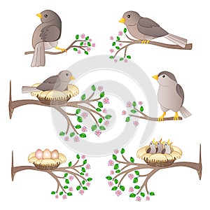 A set of pictures of birds on the branches. Little birds of their nests, eggs and chicks on flowering spring branches - vector