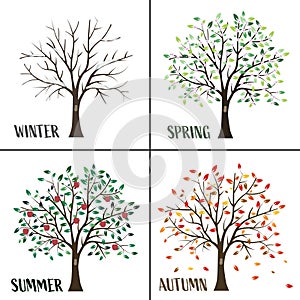 A set of pictures of the four seasons. Tree four times a year in spring, summer, autumn and winter