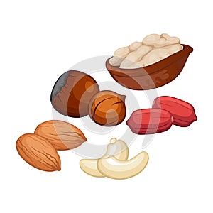 Set of 5 pieces of different types of nuts on a white background