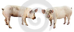 Set of pig. farm animal isolated