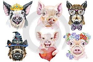 Set of pig portraits. Animal watercolor illustration on white background