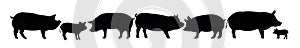 Set of Pigs graze in pasture. Picture silhouette. Farm pets. Animals for meat and fat. Isolated on white background