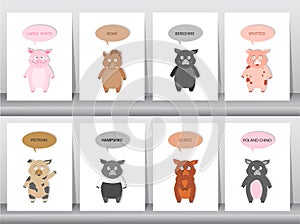 Set of Pigs, hogs breed, Vector illustration