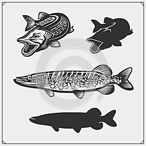 Set of pike fish. Vector illustration.