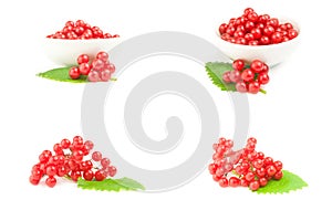 Set of pimbina berries on a background