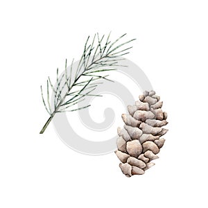 Set of pine branch and cones. Watercolor cone and twig of conifers evergreen tree. Hand drawn botanical illustration