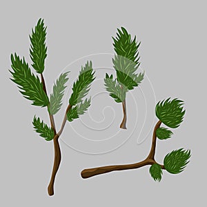 Set of pine branches. Evergreen tree vector illustration