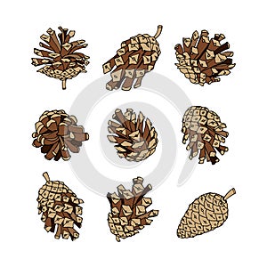 A set of pine cones for design and patterns.