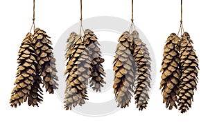 Set of Pine cones isolated on white background, Clipping path included