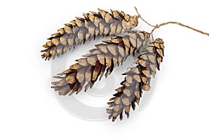 Set of Pine cones isolated on white background, Clipping path included