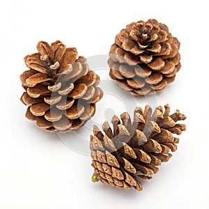 Set of Pine Cones