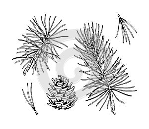 Set of pine tree decor elements in sketch style isolated on white background. Vector illustration of fir branches and cones